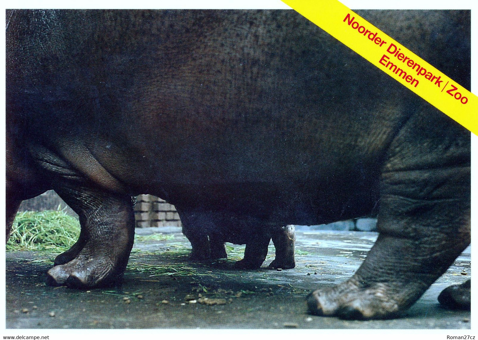 Noorder Dierenpark (ZOO Emmen), NL - Hippopotamus - Emmen