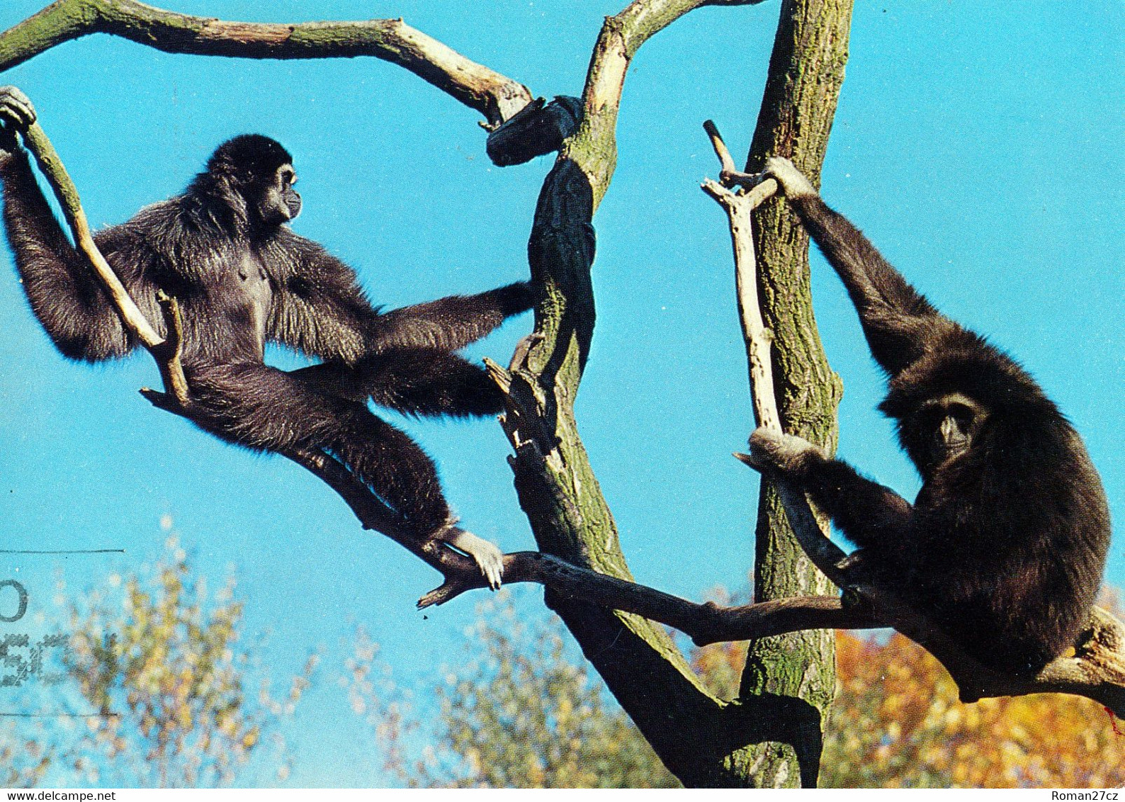 Noorder Dierenpark (ZOO Emmen), NL - Gibbon - Emmen