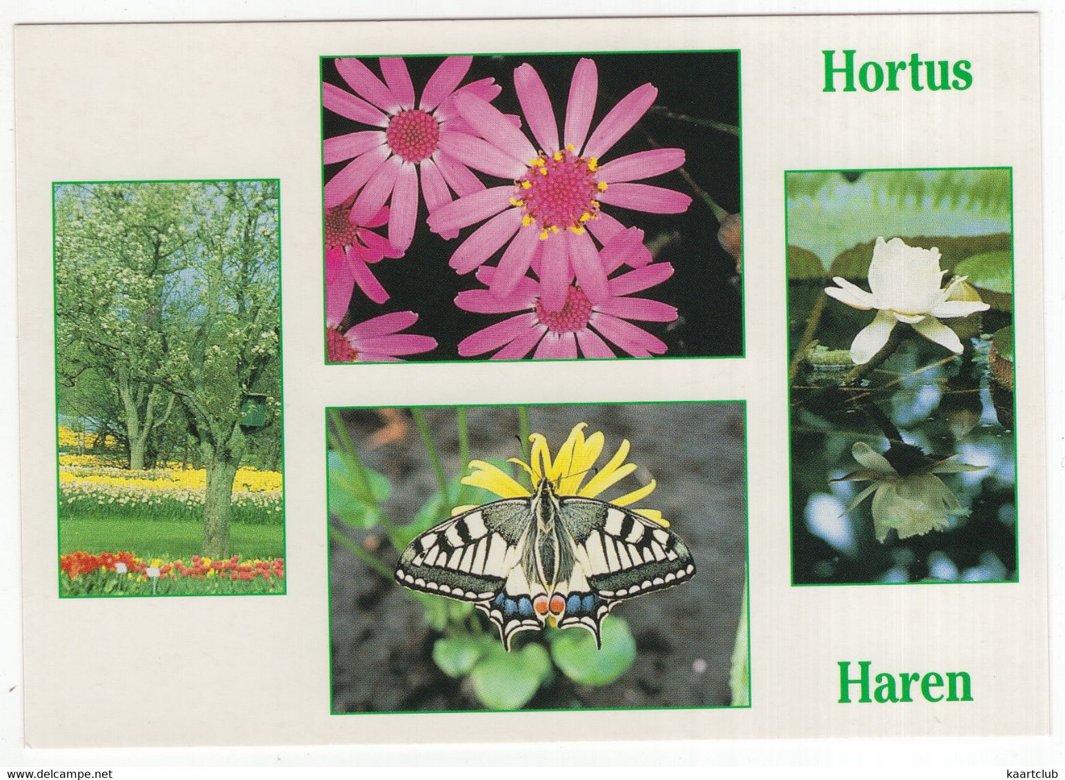 Hortus Haren: Senecio Cruentis, Bloeiende Appelboom, Vlinder, Victoria Amazonica  - (Holland/Nederland) - Haren