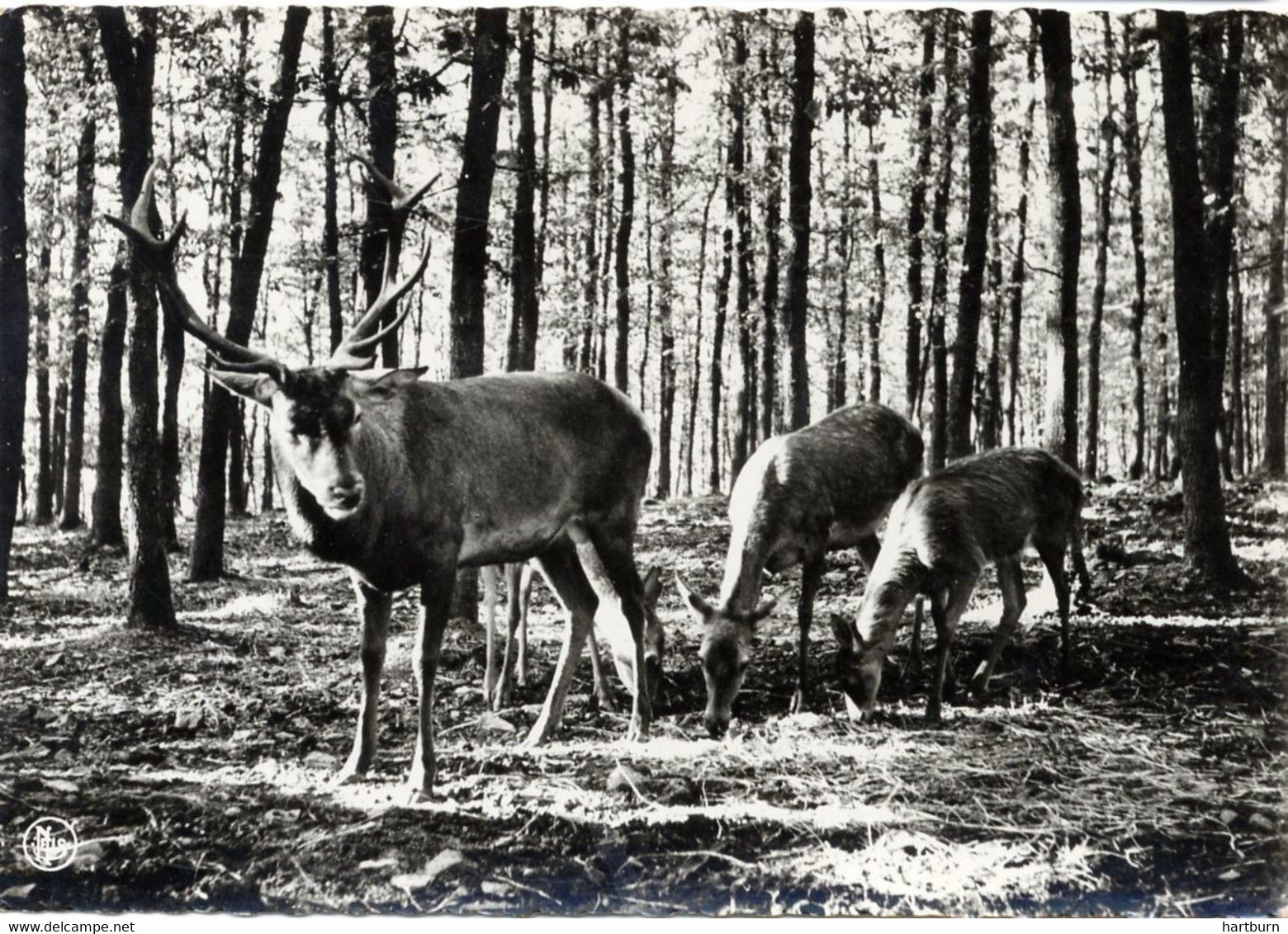 Saint Hubert, Parc A Gibier - Saint-Hubert