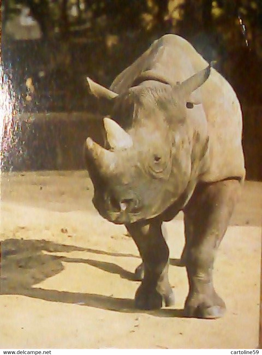 RINOCERONTE  VB1993  IY3404 - Rhinoceros