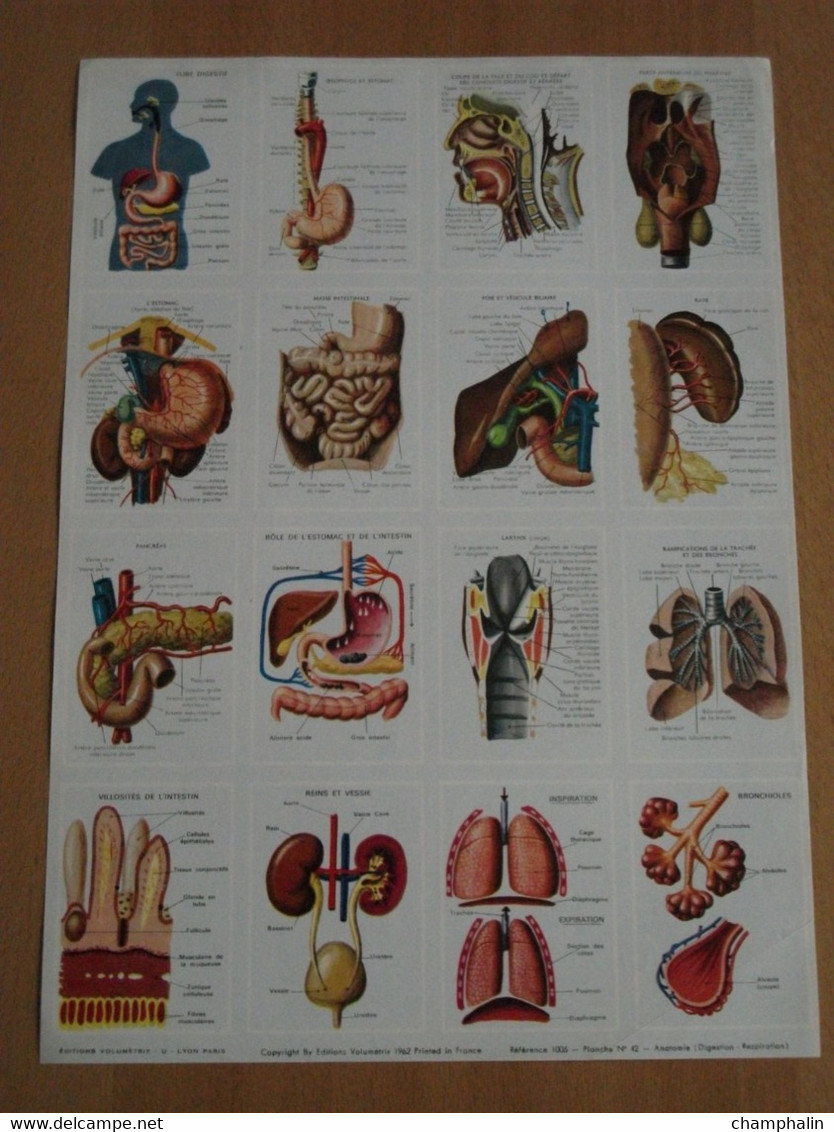 Planche éducative Volumétrix - N°42 - Anatomie - Digestion & Respiration - Learning Cards