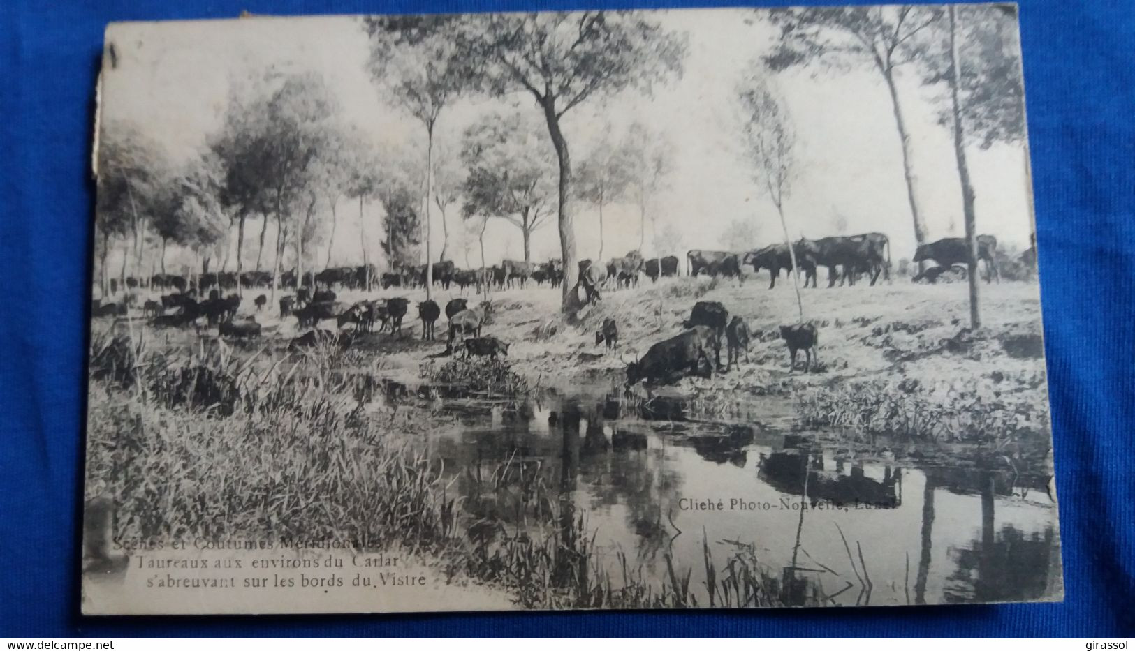 CPA SCENES ET COUTUMES MERIDIONALES TAUREAUX AUX ENVIRONS DU CAILAR S ABREUVANT SUR LES BORDS DU VISTRE - Tauri