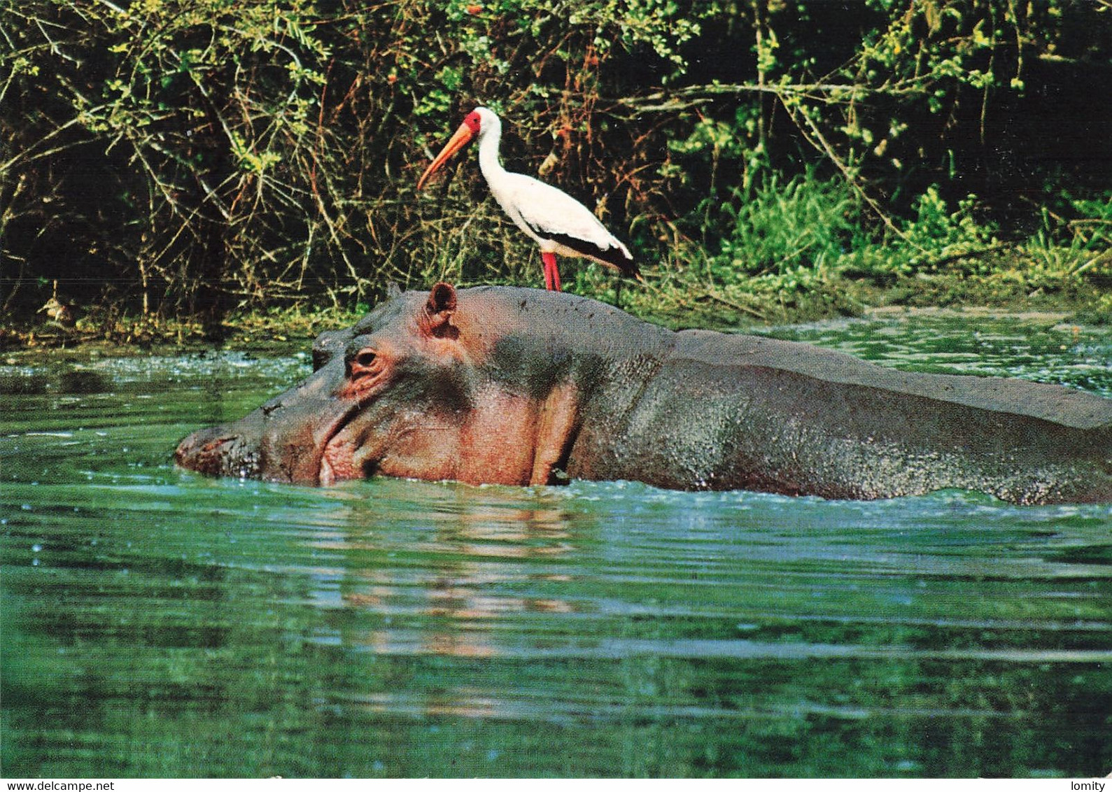 Hippopotame Hippo And Yellow Billed Stork Oiseau Cigogne à Bec Jaune CPM Timbre Timbres Kenya Afrique - Hippopotames