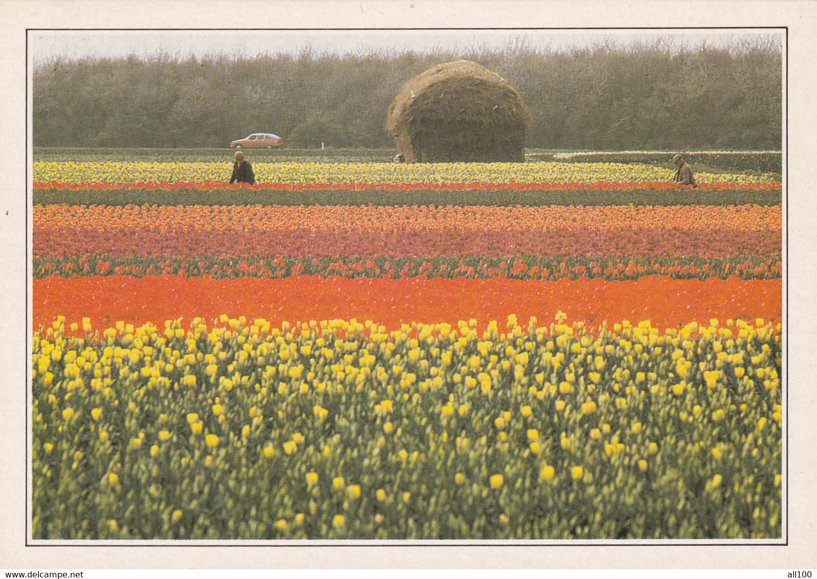 A20553 - ZUID HOLLAND TULPENCULTUUR IN DE BUURT VAN LISSE CHAMPS DE FLEURS TULIP FIELDS NETHERLANDS NEDERLAND HOLLANDE - Lisse