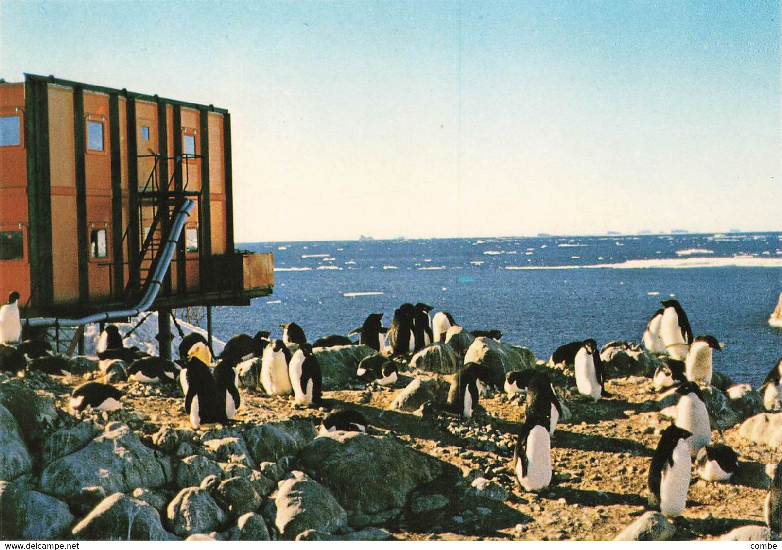 TAAF. MANCHOTS ADELIES A LA ROCKERIE . TERRE ADELIE    / 2 - TAAF : Terres Australes Antarctiques Françaises