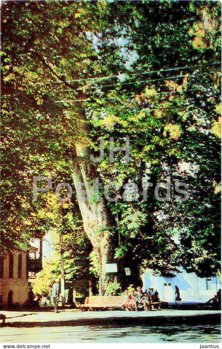 Zaqatala - Zakatala - Zakataly - 700 Years Old The Oriental Plane-tree Or Chinara - 1976 - Azerbaijan USSR - Unused - Azerbaïjan