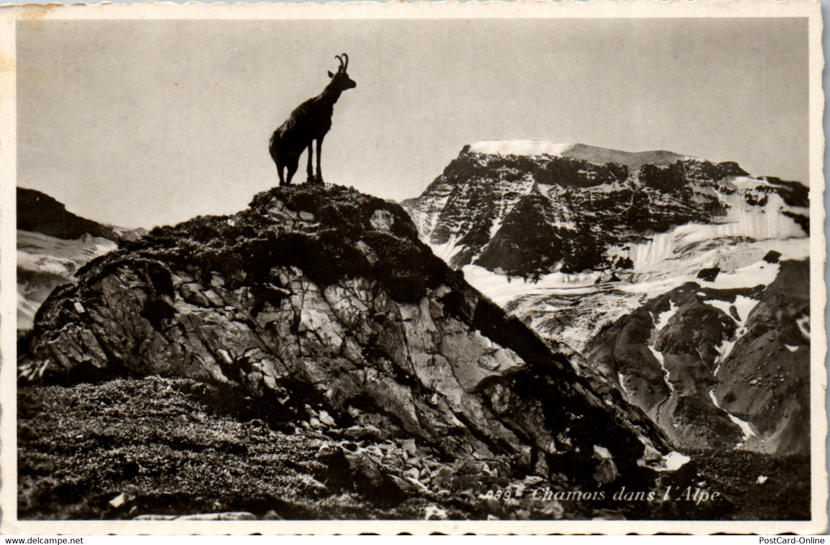 38069 - Schweiz - Chamois Dans L'Alpe , Gämse - Gelaufen 1936 - Gams