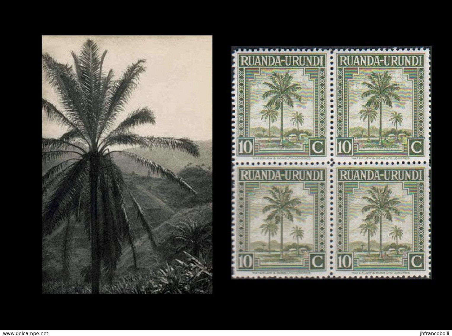 1942 ** RUANDA-URUNDI = RU 127 MNH OLIVE PALM TREES / PHOTO CARD [B] (12.8 X 9.3 Mm) WITH BLOCK OF 4 MNH STAMPS - Ruanda Urundi