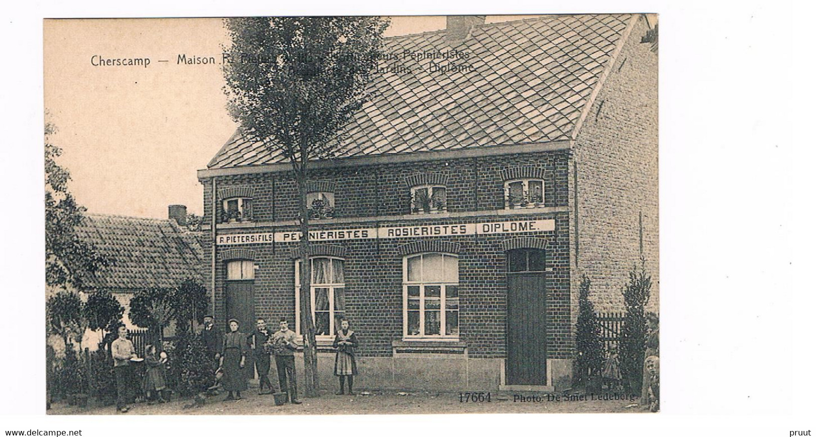 Cherscamp (Serskamp) : Maison Pieters Horticuleurs - Pépinièristes - Wichelen