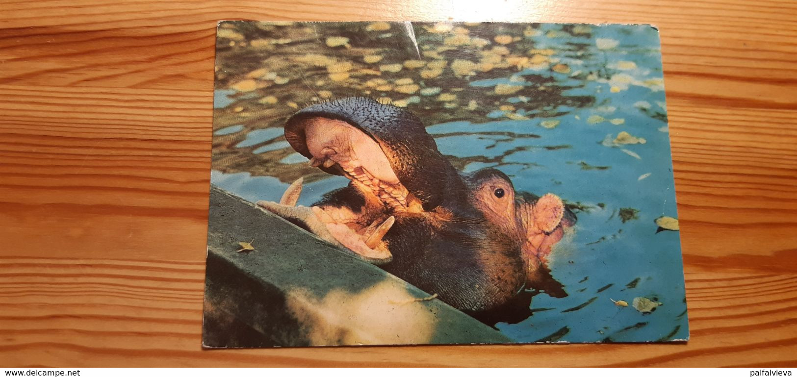 Postcard - Hippo - Ippopotami