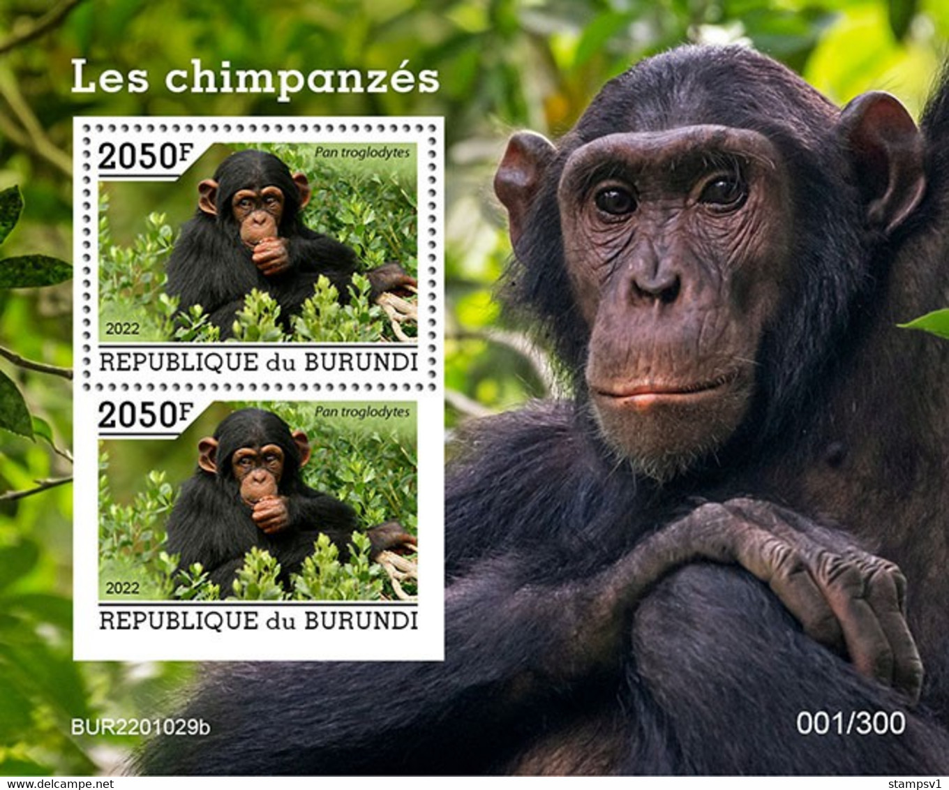 Burundi  2022 Chimpanzees. (1129b) OFFICIAL ISSUE - Scimpanzé