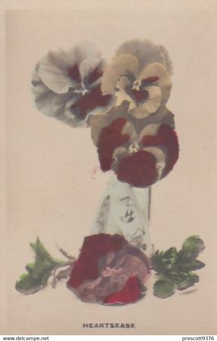 52 Flowers  - Camera Studies 1926 - Hand Coloured RP, W Verse- Cavanders Cigarette Card - 5x8 Cm - - Other Brands