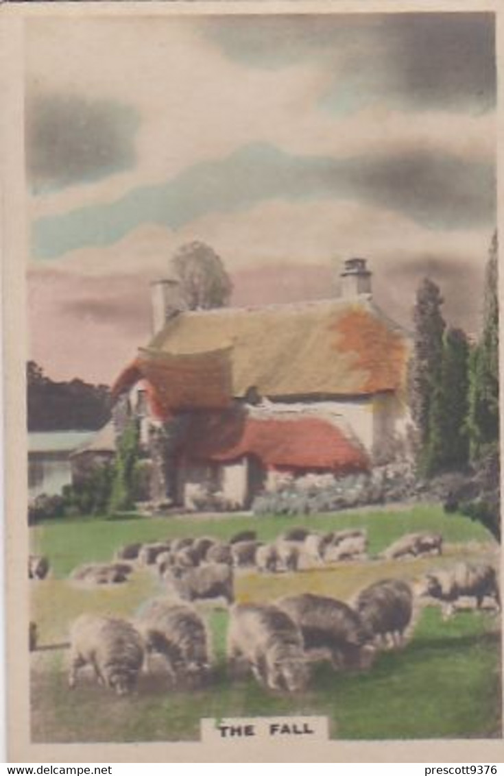 50 Country Scene, Sheep  - Camera Studies 1926 - Hand Coloured RP, W Verse- Cavanders Cigarette Card - 5x8 Cm - - Other Brands