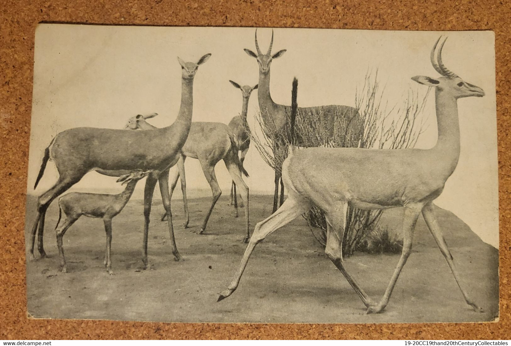 2 CARDS - AN OLD, UNUSED CARD  IIN VGC OF RHINOCORUS HUNT And A Used 1918 Card Of CLARKE'S GAZELLES In Somaliland. - Rhinocéros