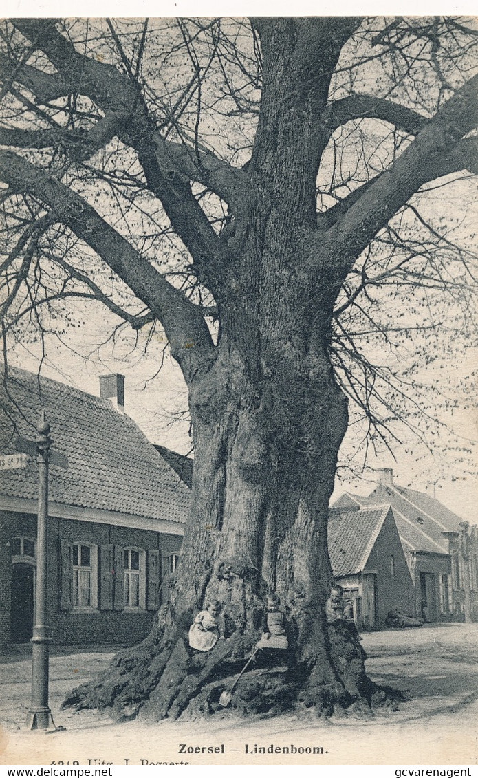 ZOERSEL  LINDENBOOM           2 SCANS - Zörsel