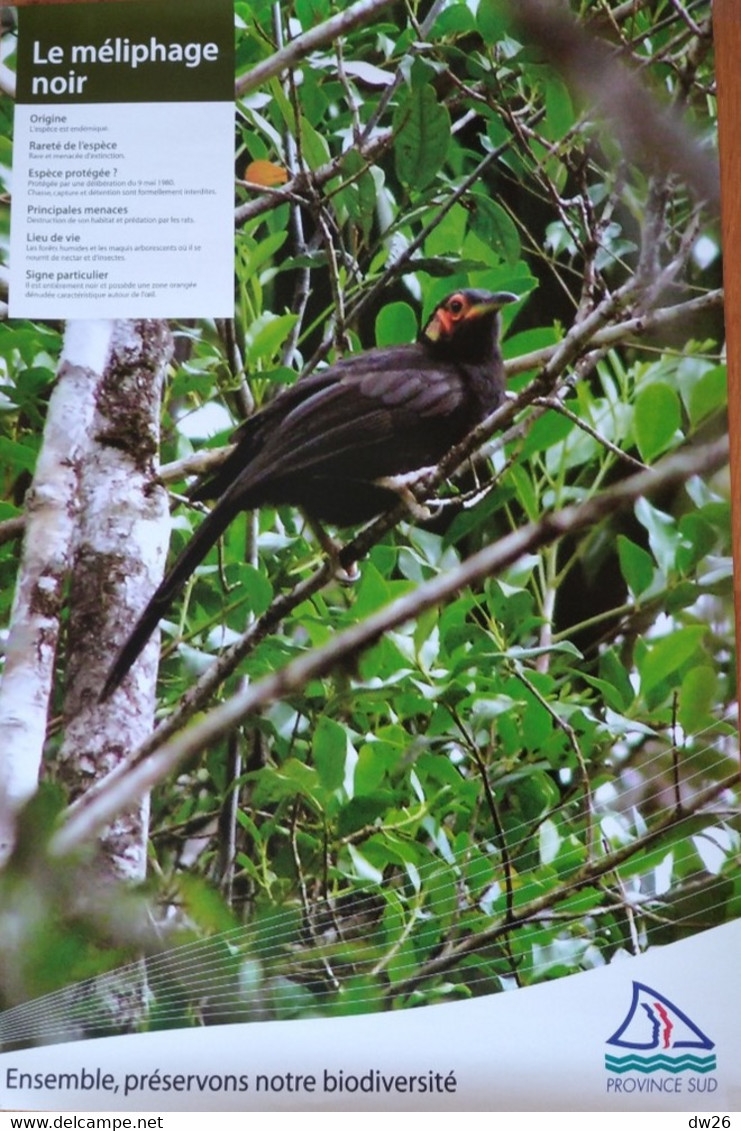 Affiche Exposition: Animaux Et Oiseaux Endémiques De Nouvelle Calédonie (Province Sud) Le Méliphage Noir - Posters