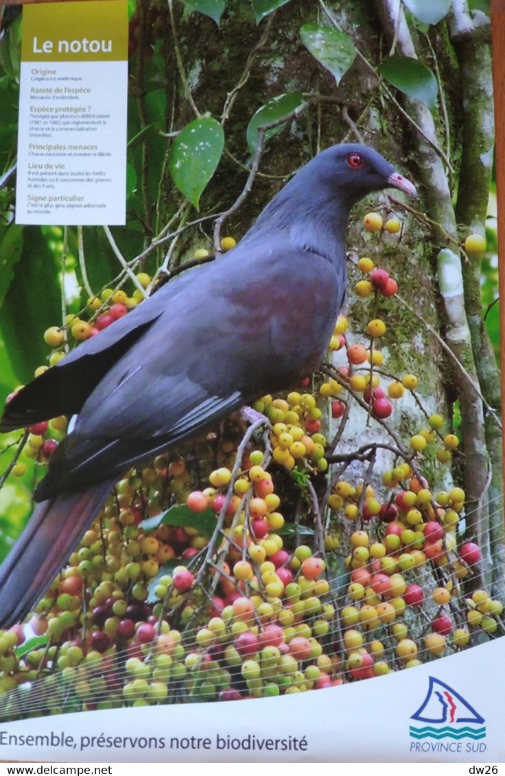 Affiche Exposition: Animaux Et Oiseaux Endémiques De Nouvelle Calédonie (Province Sud) Le Notou - Plakate