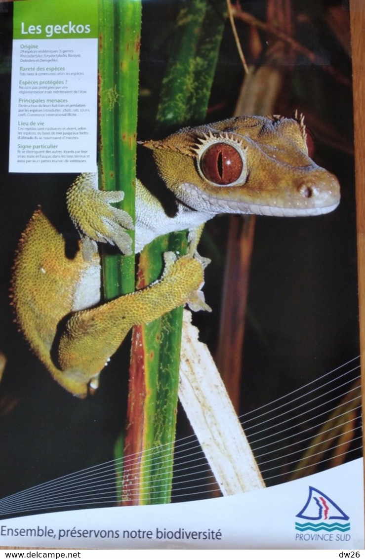 Affiche Exposition: Animaux Et Oiseaux Endémiques De Nouvelle Calédonie (Province Sud) Le Gecko - Plakate