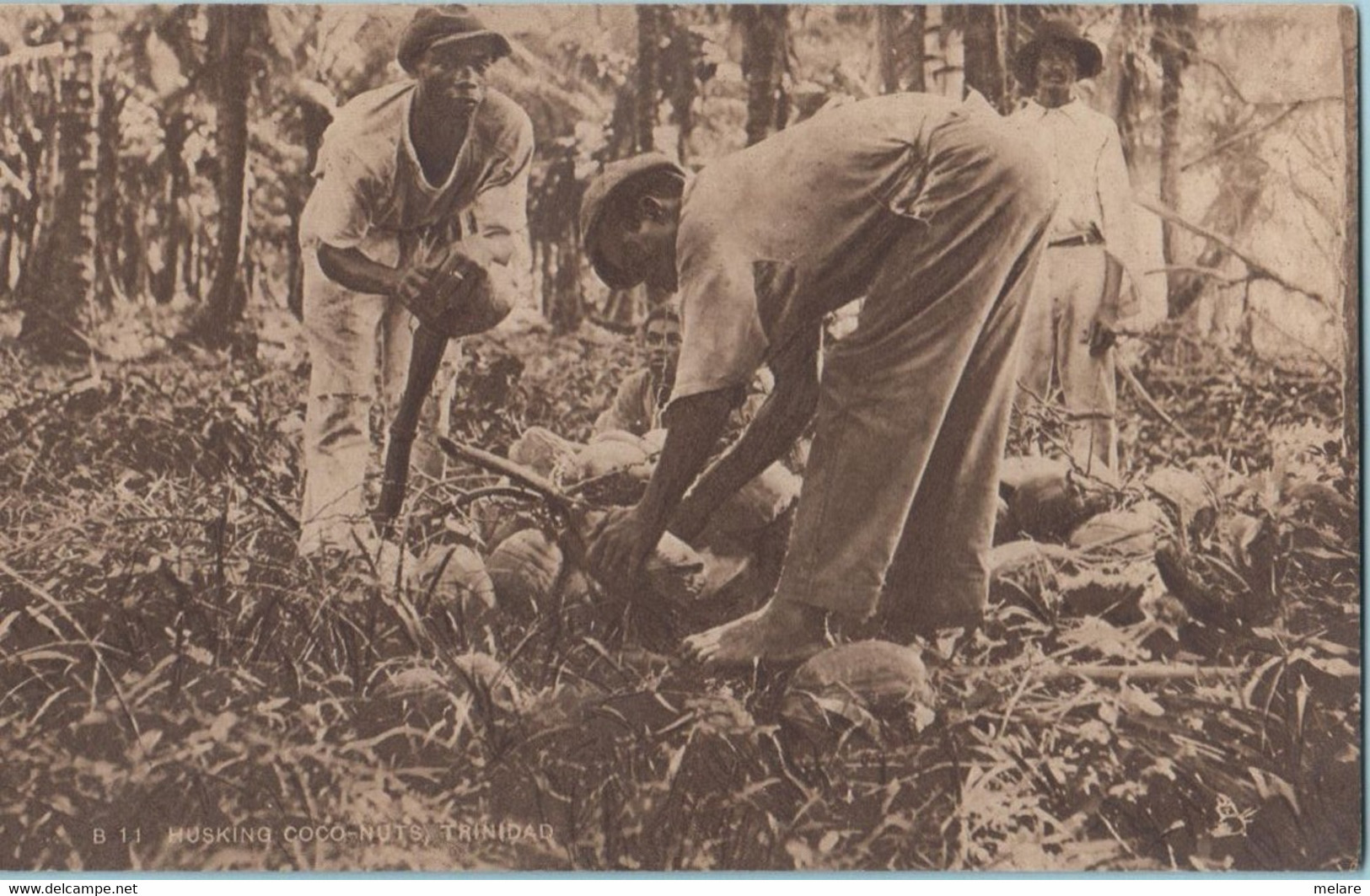 TRINIDAD TOBAGO Ramassage Noix De Coco - Trinidad