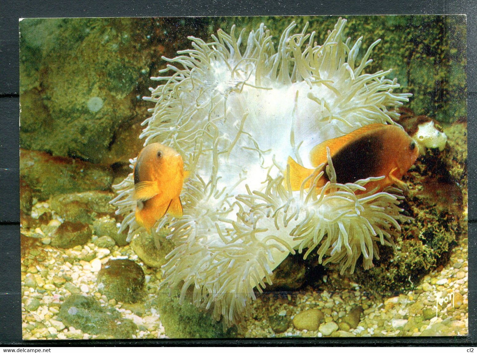 Muséee Océanographique De MONACO - Clown De Feu (Amphiprion Ephippium)(poissons) - Oceanographic Museum