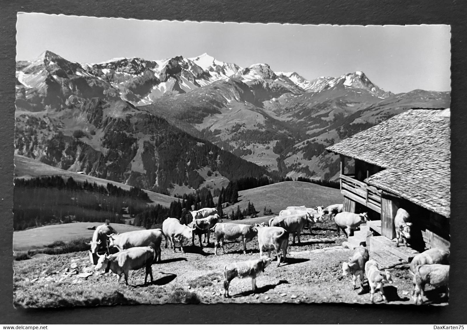 Klein-Hahnenmoosbergli Mit Wildhorngruppe/ Alp/ Photo Lörtscher Frutigen - Frutigen