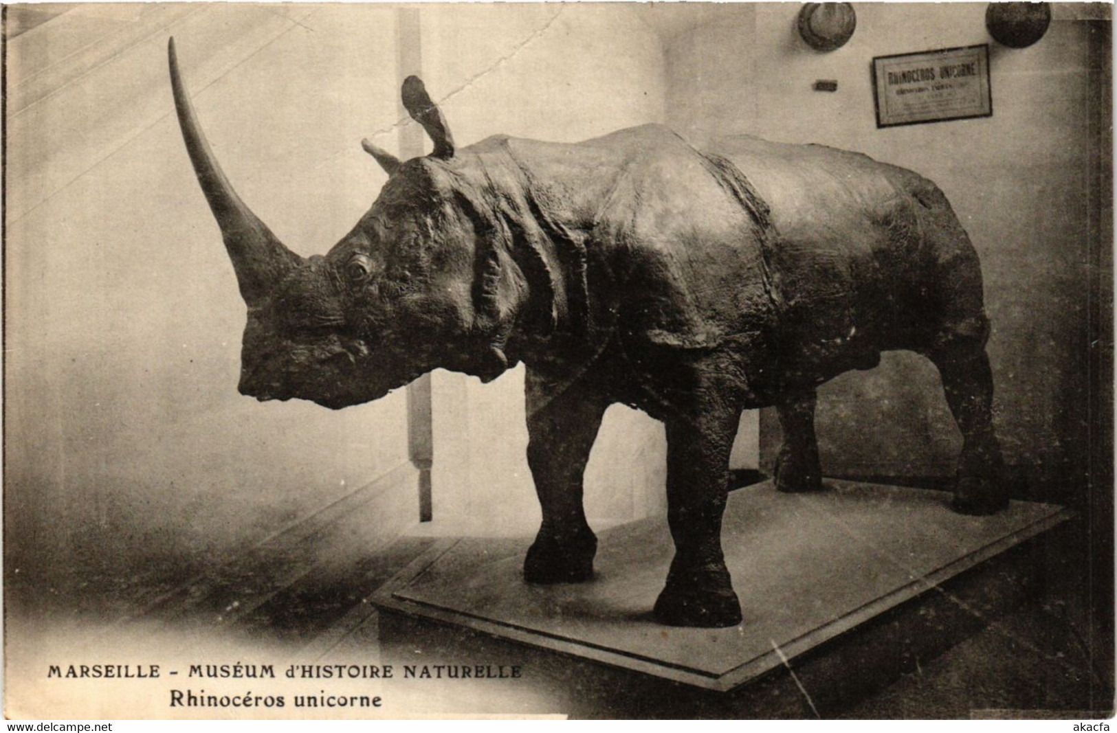 CPA MARSEILLE Museum D'Histoire Naturelle Rhinoceros Unicorne (405042) - Museums