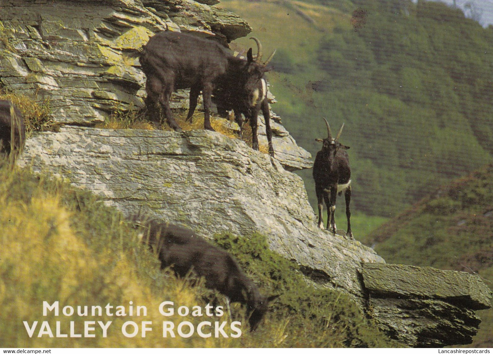 Postcard Mountain Goats Valley Of Rocks Lynton Devon My Ref B25949 - Lynmouth & Lynton