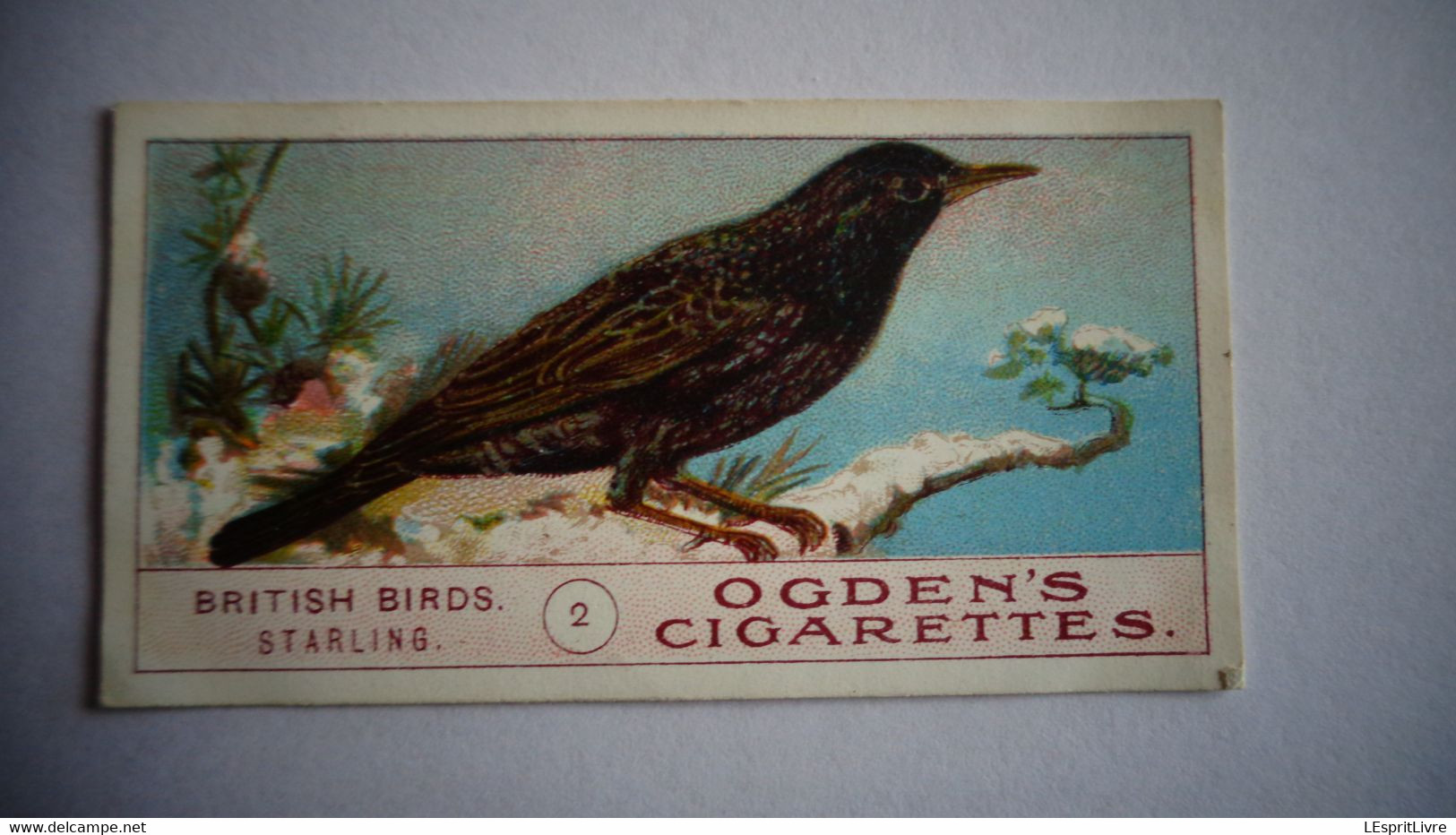 BRITISH BIRDS N° 2 STARLING Oiseau Bird  Cigarettes OGDEN'S Tobacco Vignette Trading Card Chromo - Ogden's