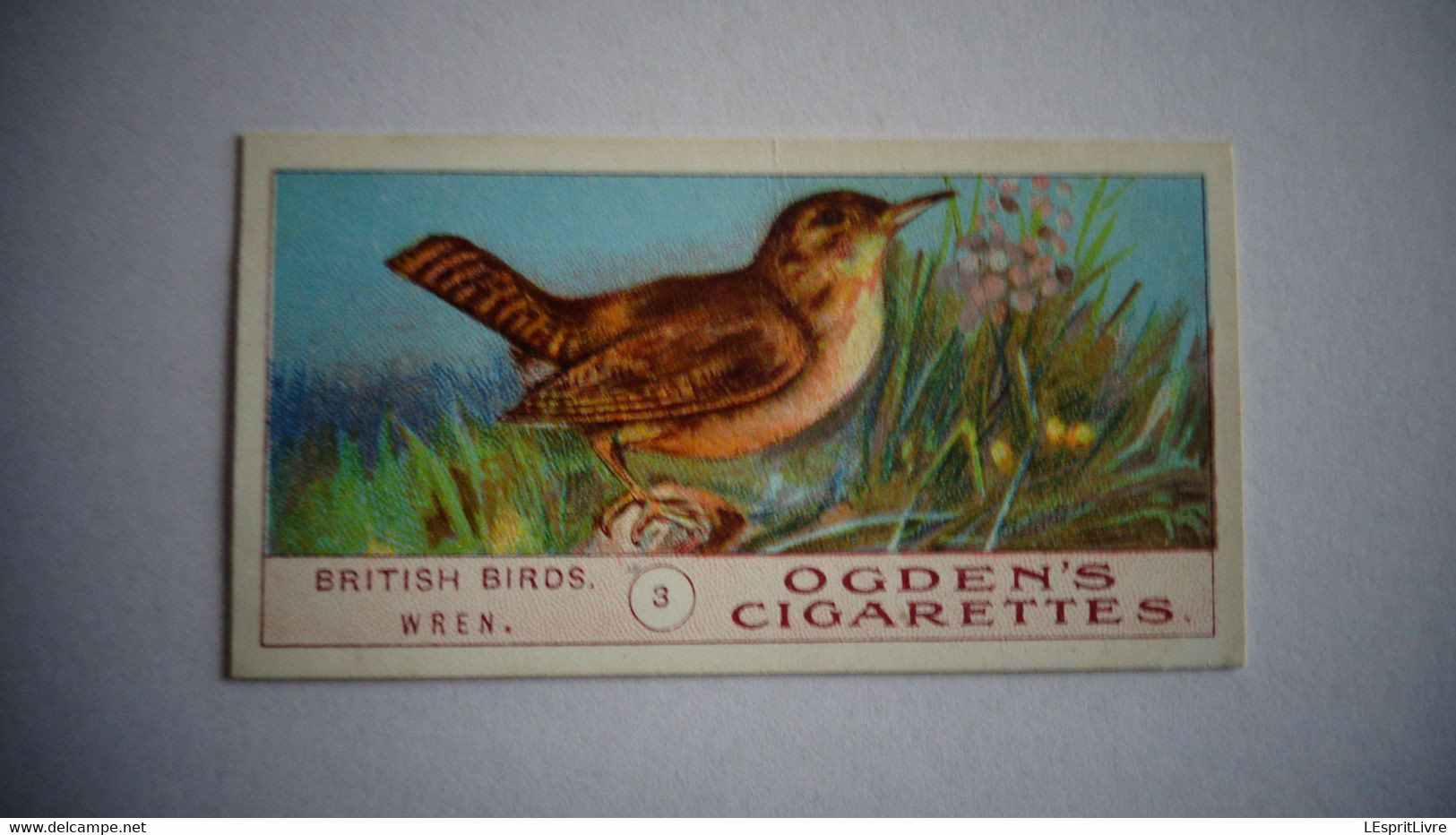 BRITISH BIRDS N° 3 WREN Oiseau Bird  Cigarettes OGDEN'S Tobacco Vignette Trading Card Chromo - Ogden's