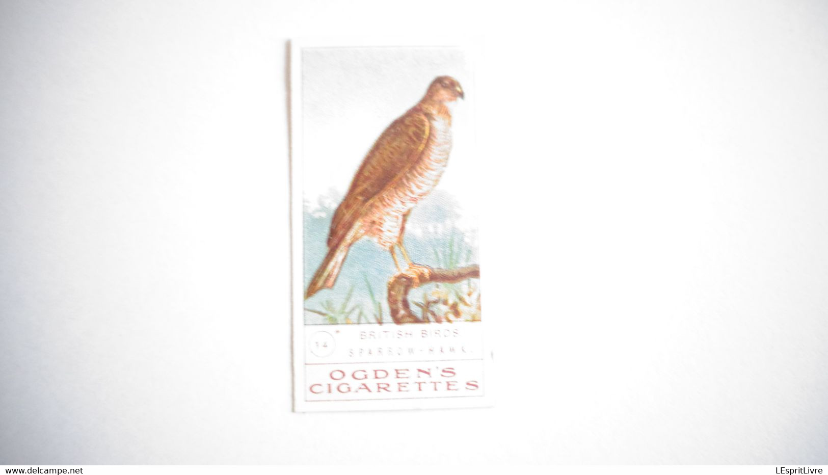 BRITISH BIRDS N° 14 SPARROW HAWK Oiseau Bird  Cigarettes OGDEN'S Tobacco Vignette Trading Card Chromo - Ogden's