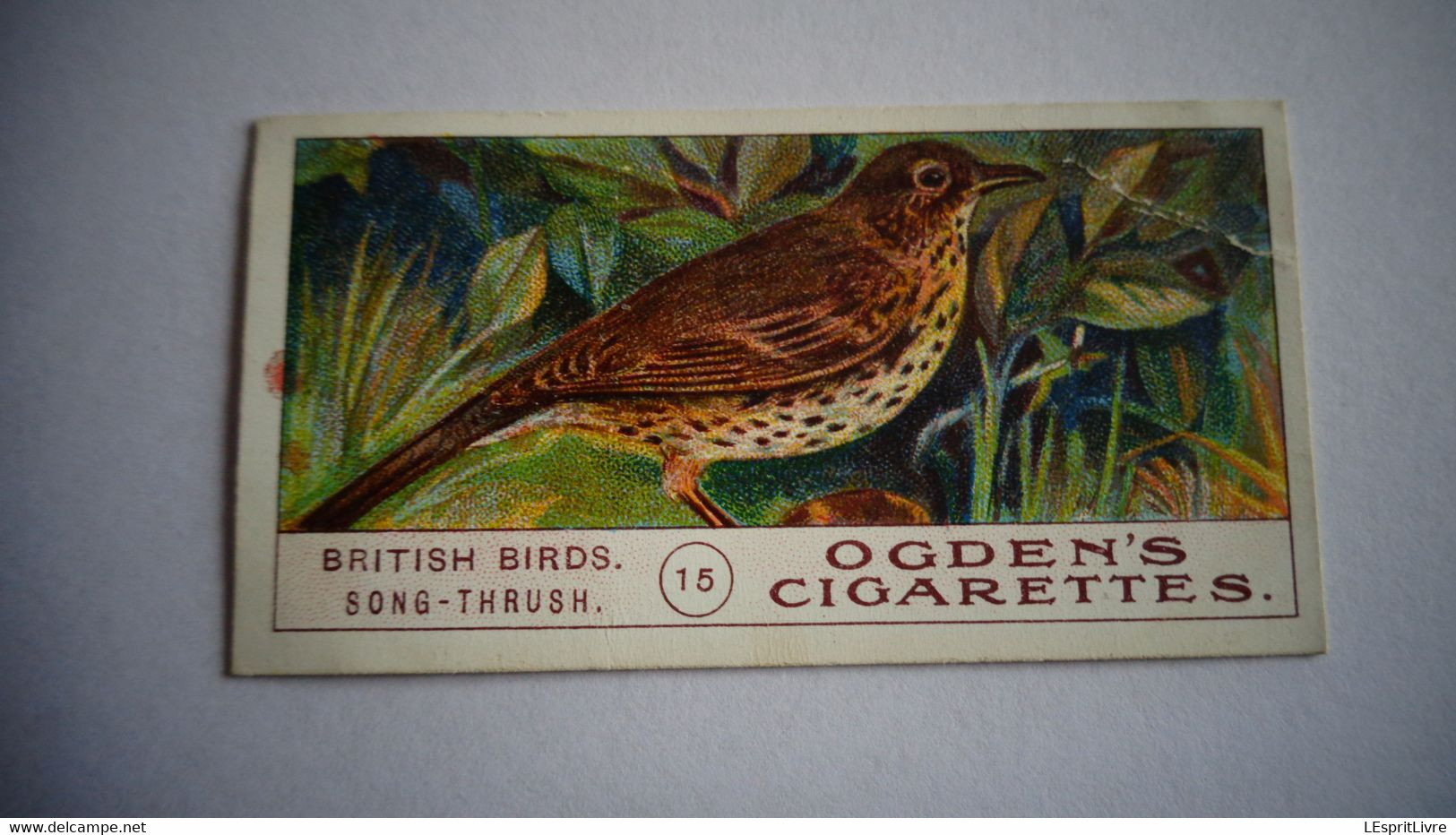 BRITISH BIRDS N° 15 SONG THRUSH  Oiseau Bird  Cigarettes OGDEN'S Tobacco Vignette Trading Card Chromo - Ogden's