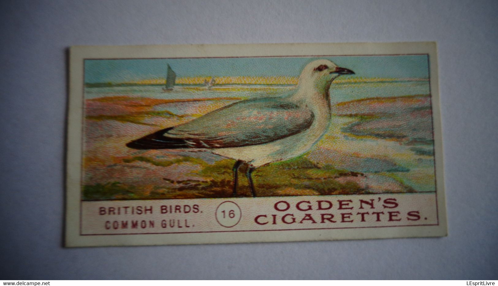 BRITISH BIRDS N° 16 COMMON GULL  Oiseau Bird  Cigarettes OGDEN'S Tobacco Vignette Trading Card Chromo - Ogden's