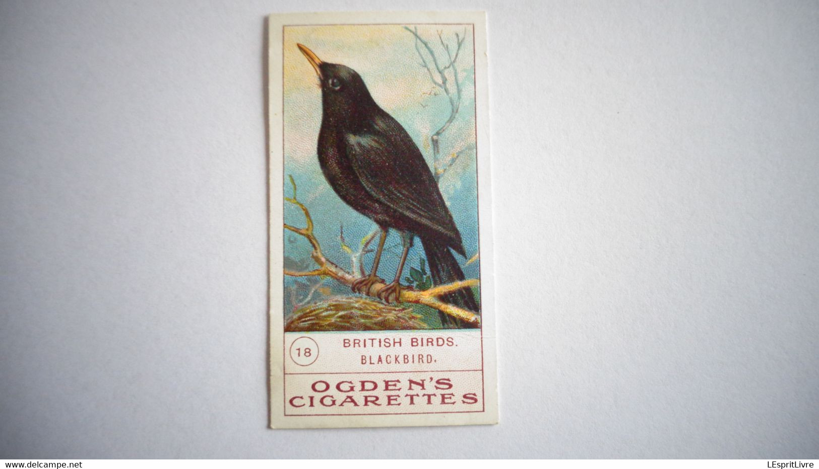 BRITISH BIRDS N° 18 BLACKBIRD Oiseau Bird  Cigarettes OGDEN'S Tobacco Vignette Trading Card Chromo - Ogden's