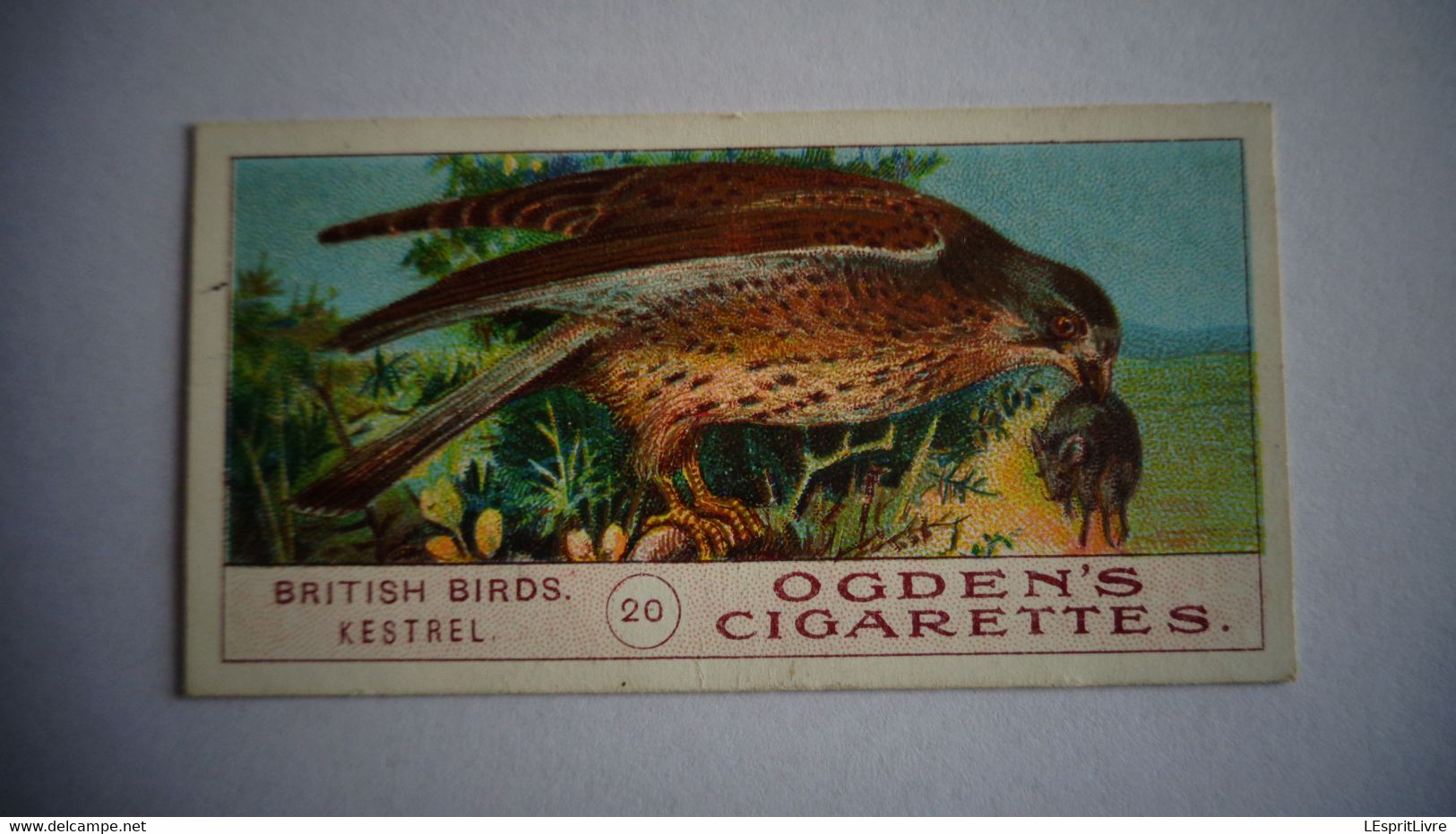 BRITISH BIRDS N° 20 KESTREL  Oiseau Bird  Cigarettes OGDEN'S Tobacco Vignette Trading Card Chromo - Ogden's