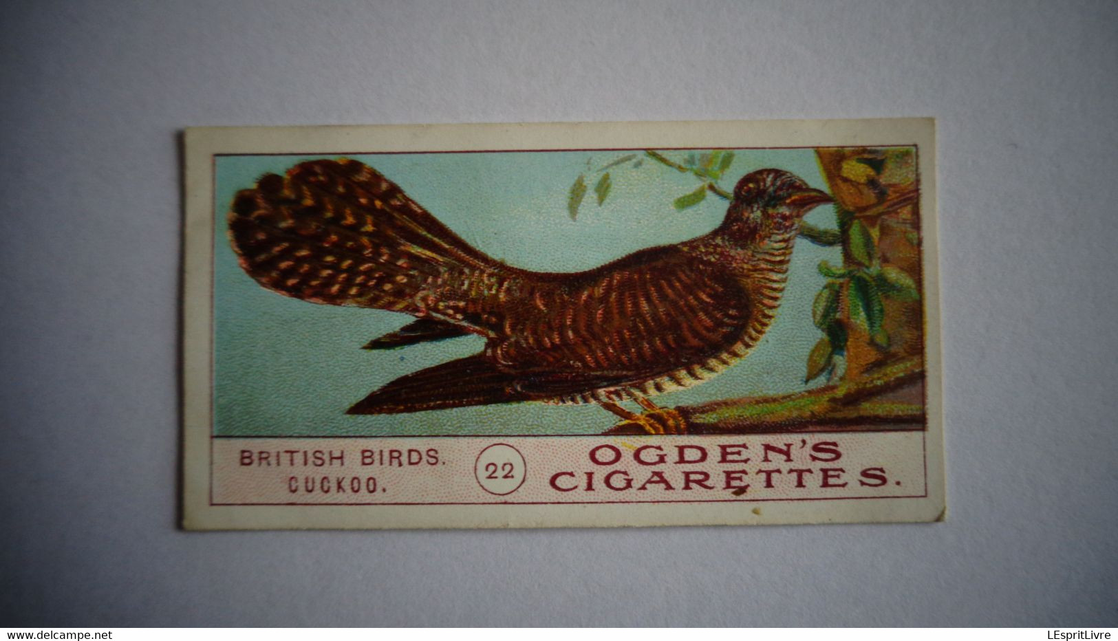 BRITISH BIRDS N° 22 CUCKOO  Oiseau Bird  Cigarettes OGDEN'S Tobacco Vignette Trading Card Chromo - Ogden's