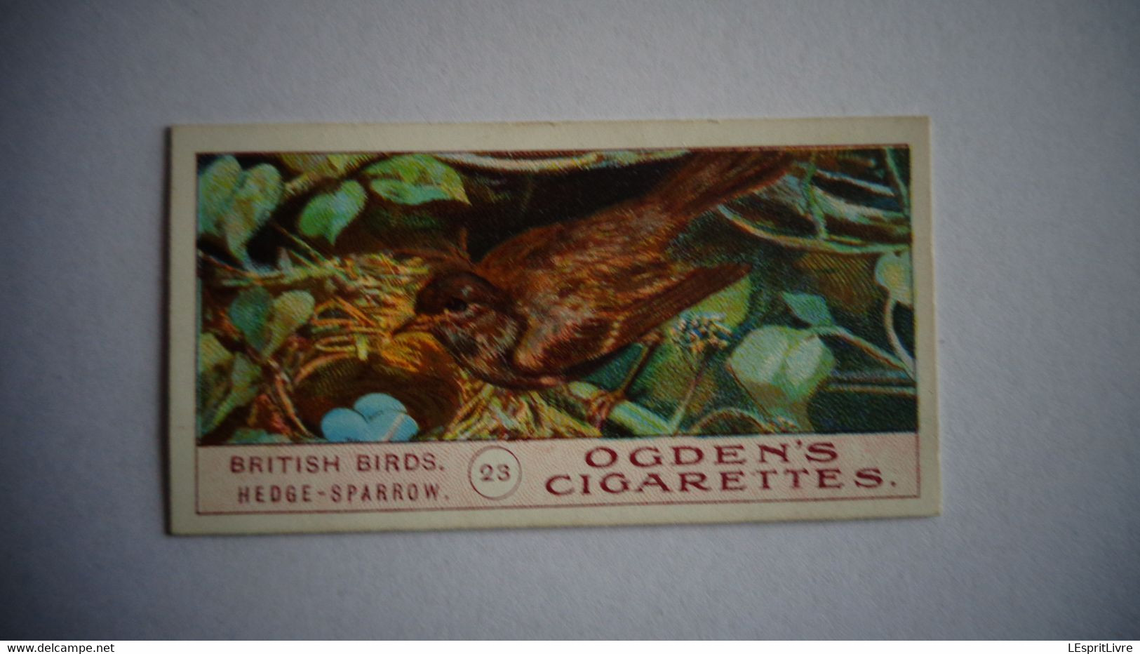 BRITISH BIRDS N° 23 HEDGE SPARROW  Oiseau Bird  Cigarettes OGDEN'S Tobacco Vignette Trading Card Chromo - Ogden's