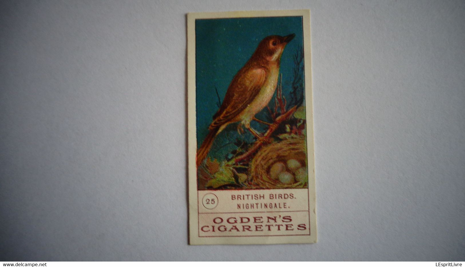 BRITISH BIRDS N° 25 NIGHTINGALE Oiseau Bird  Cigarettes OGDEN'S Tobacco Vignette Trading Card Chromo - Ogden's