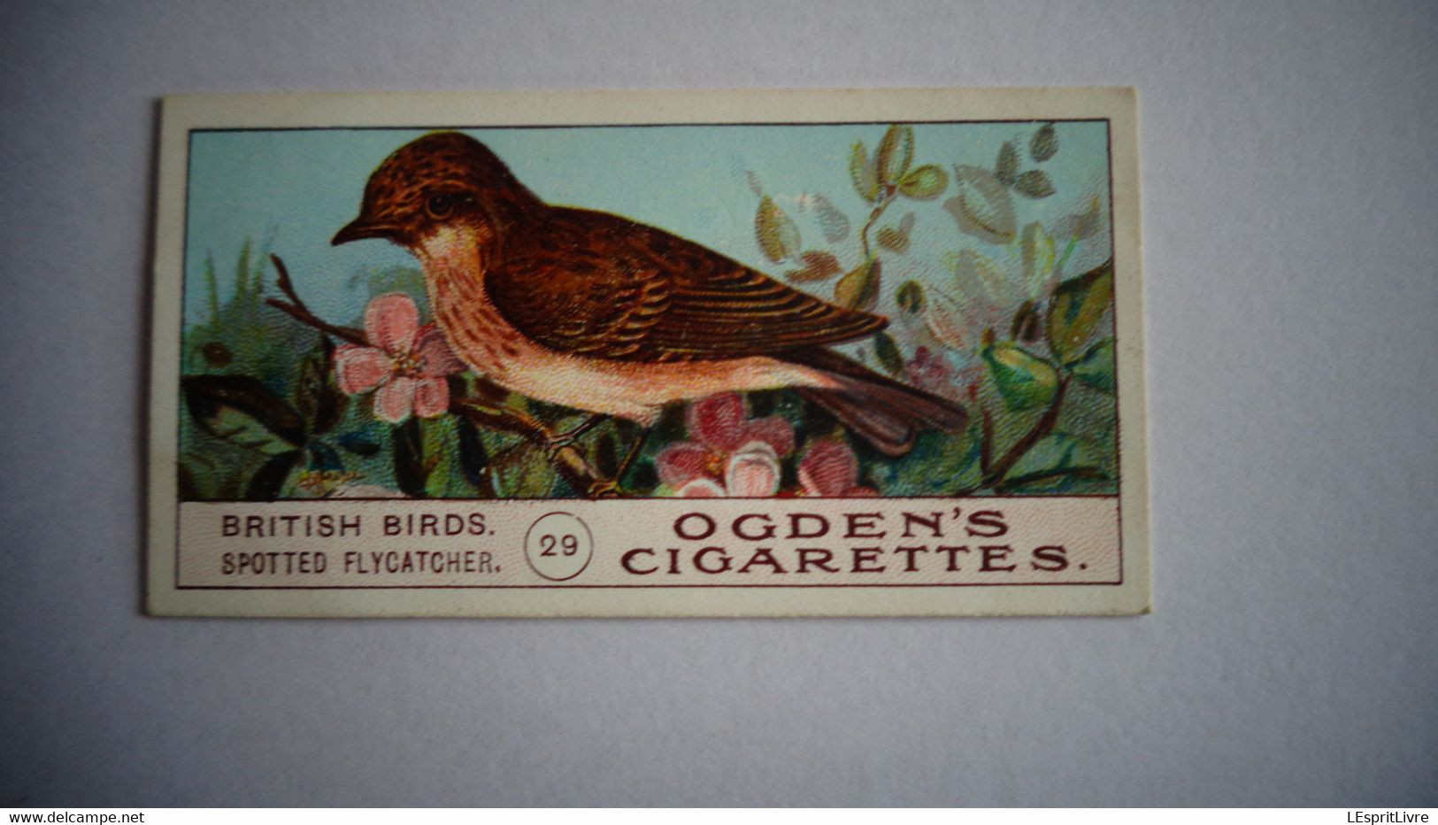 BRITISH BIRDS N° 29 SPOTTED FLYCATCHER Oiseau Bird  Cigarettes OGDEN'S Tobacco Vignette Trading Card Chromo - Ogden's