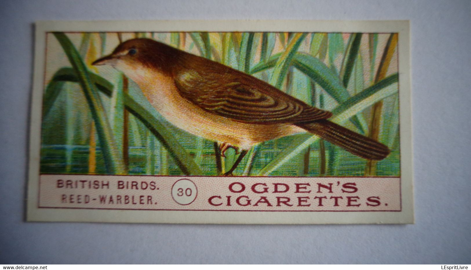 BRITISH BIRDS N° 30 REED WARBLER Oiseau Bird  Cigarettes OGDEN'S Tobacco Vignette Trading Card Chromo - Ogden's