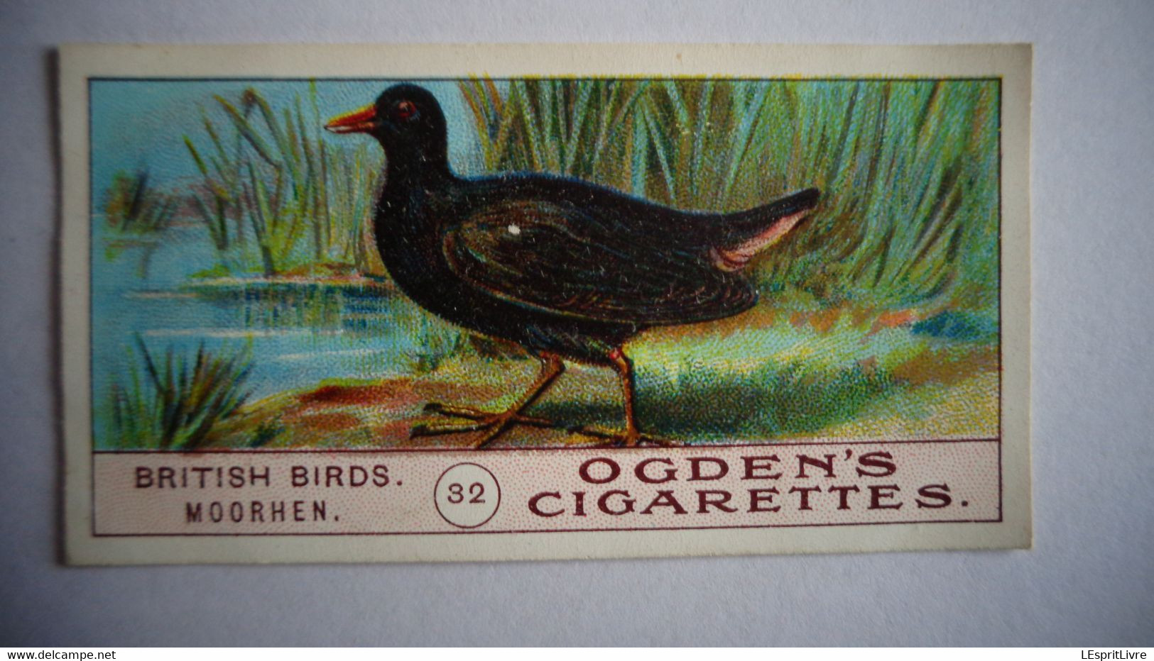 BRITISH BIRDS N° 32 MOORHEN Oiseau Bird  Cigarettes OGDEN'S Tobacco Vignette Trading Card Chromo - Ogden's