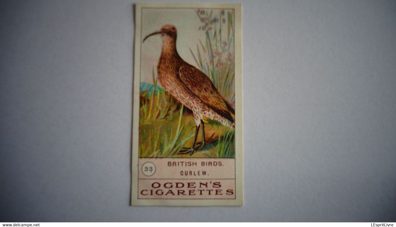 BRITISH BIRDS N° 33 CURLEW Oiseau Bird  Cigarettes OGDEN'S Tobacco Vignette Trading Card Chromo - Ogden's