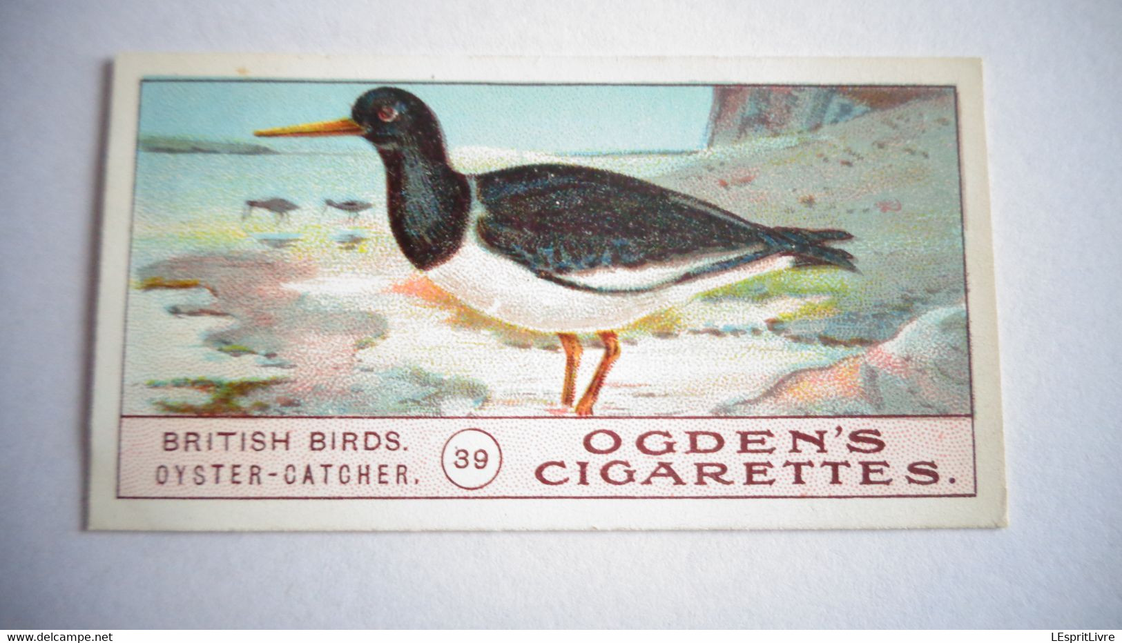 BRITISH BIRDS N° 39 OYSTER CATCHER  Oiseau Bird  Cigarettes OGDEN'S Tobacco Vignette Trading Card Chromo - Ogden's