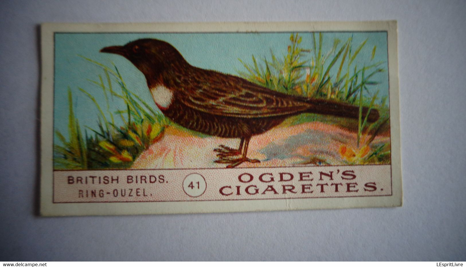 BRITISH BIRDS N° 41 RING OUZEL Oiseau Bird  Cigarettes OGDEN'S Tobacco Vignette Trading Card Chromo - Ogden's