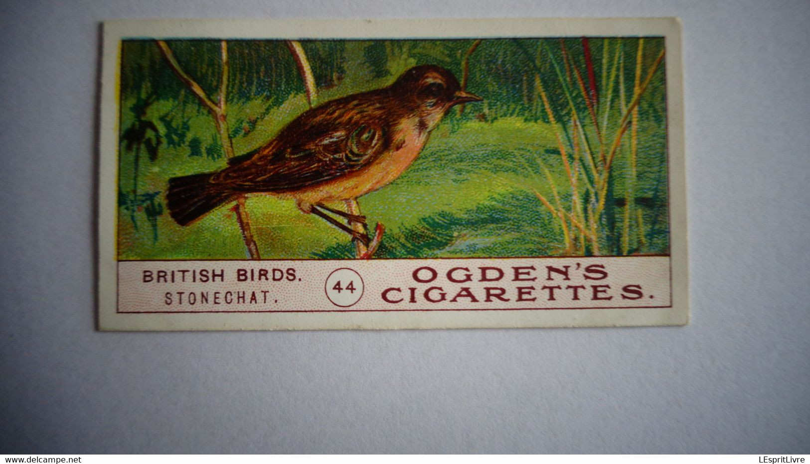 BRITISH BIRDS N° 44 STONECHAT Oiseau Bird  Cigarettes OGDEN'S Tobacco Vignette Trading Card Chromo - Ogden's