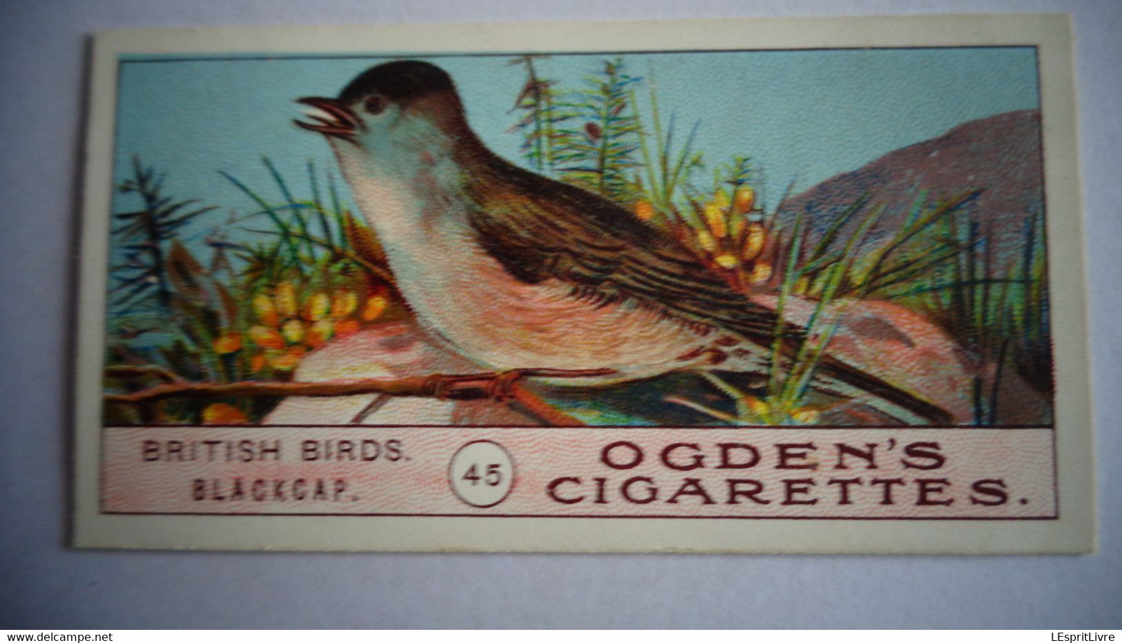 BRITISH BIRDS N° 45 BLACKCAP Oiseau Bird  Cigarettes OGDEN'S Tobacco Vignette Trading Card Chromo - Ogden's