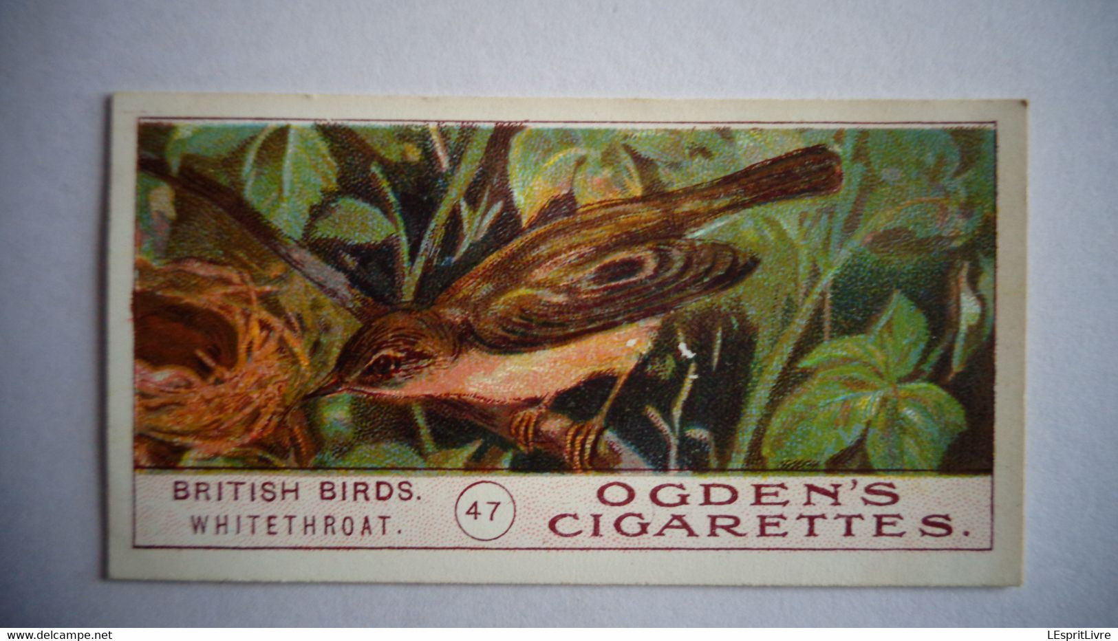 BRITISH BIRDS N° 47 WHITEHROAT Oiseau Bird  Cigarettes OGDEN'S Tobacco Vignette Trading Card Chromo - Ogden's