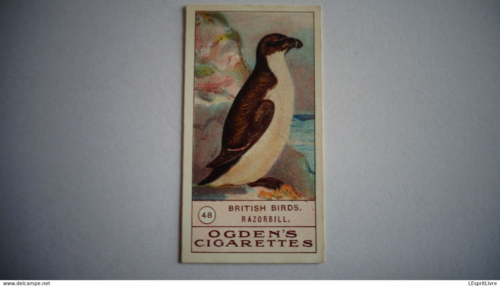 BRITISH BIRDS N° 48 RAZORBILL Oiseau Bird  Cigarettes OGDEN'S Tobacco Vignette Trading Card Chromo - Ogden's