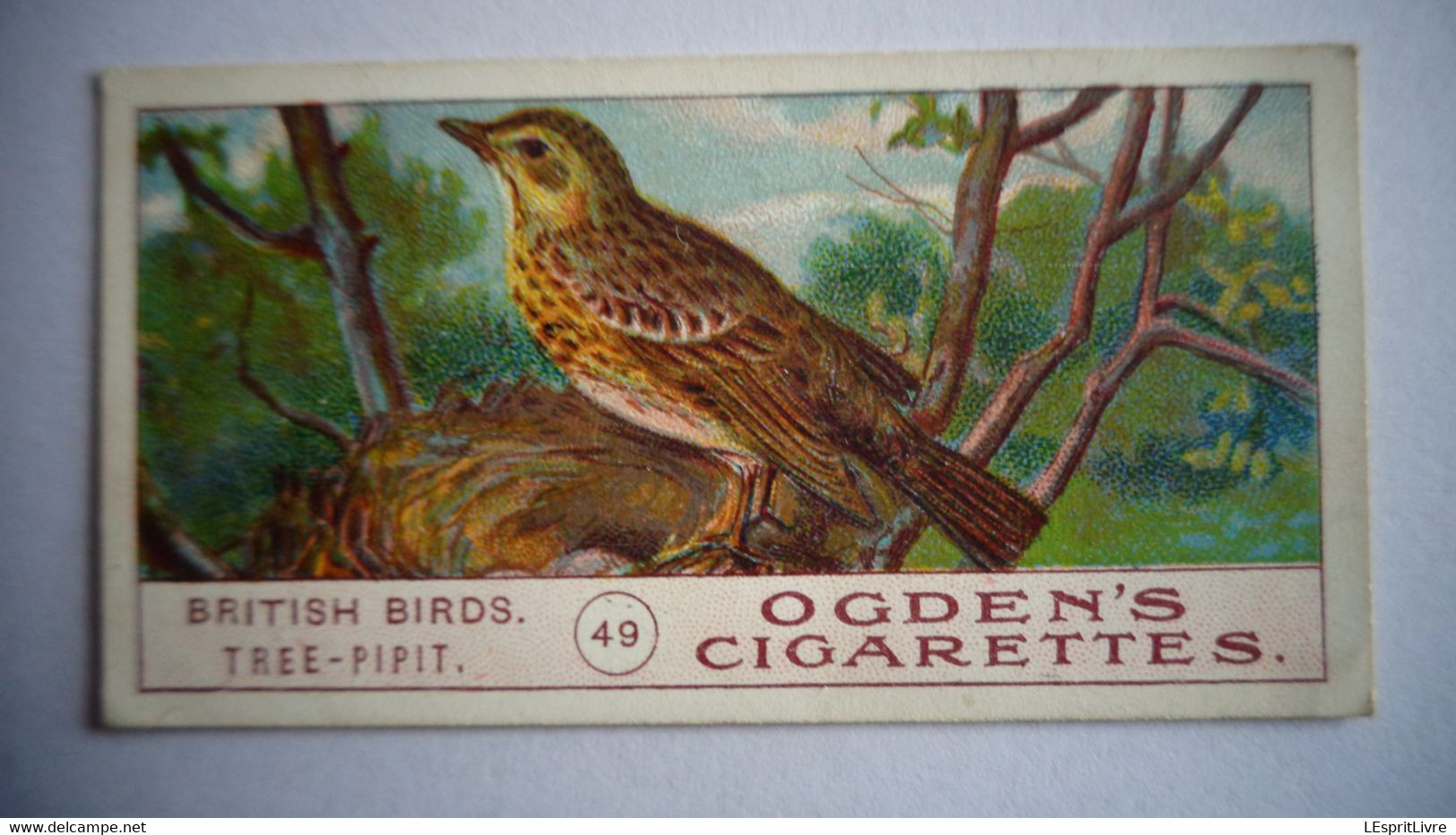 BRITISH BIRDS N° 49 TREE PIPIT Oiseau Bird  Cigarettes OGDEN'S Tobacco Vignette Trading Card Chromo - Ogden's