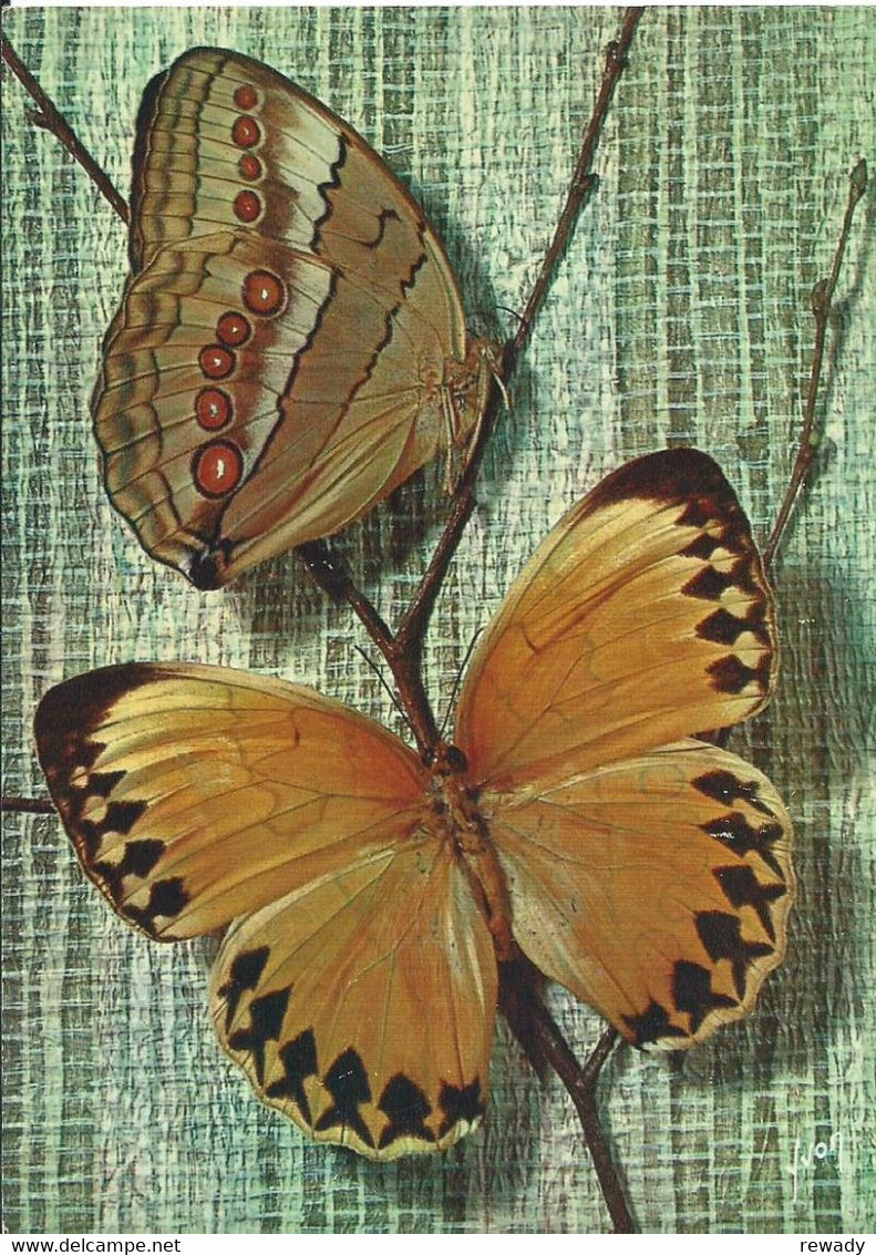 Papillons Exotiques - Butterfly - Stichophthalma Howqua - Chine - Papillons